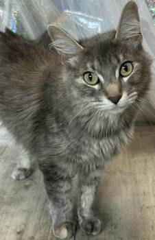 Rescue Domestic Short Hair Cats for Adoption in Shreveport, Louisiana - Luna | PetCurious