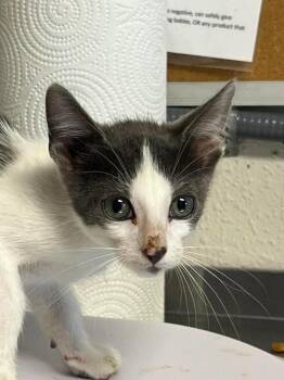 Bubbles -  Domestic Short Hair Cat for Adoption in Bolivar, Missouri - Bubbles | PetCurious