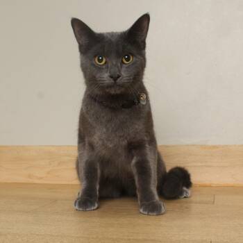 Loki C71433 -  Domestic Short Hair Cat for Adoption in Minnetonka, Minnesota - Loki C71433 | PetCurious