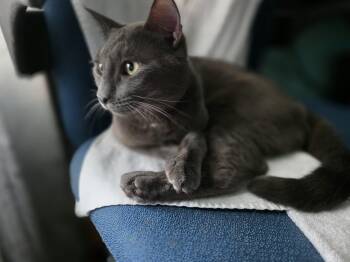 Rescue Domestic Short Hair Cats for Adoption - Bluey | PetCurious
