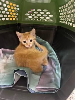 Boco -  Domestic Short Hair Cat for Adoption in Fort Lupton, Colorado - Boco | PetCurious