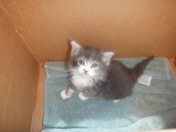 Domestic Medium Hair Cats Available for Adoption in San Jose, California - MASON | PetCurious