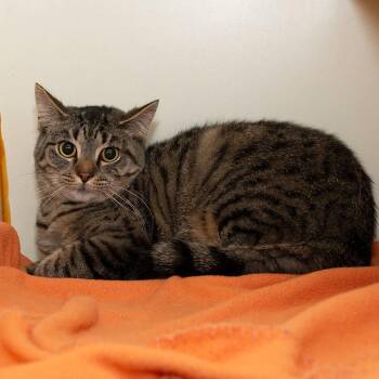 Domestic Short Hair Cats Available for Adoption - Henrietta | PetCurious