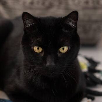 Samosa -  Domestic Short Hair Cat for Adoption in Lakewood, Colorado - Samosa | PetCurious