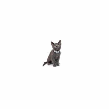 Grape -  Domestic Short Hair Cat for Adoption in Los Angeles, California - Grape | PetCurious