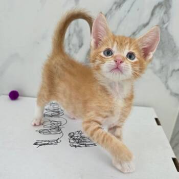 Quiz Book 11 -  Domestic Short Hair Cat for Adoption in Austin, Texas - Quiz Book 11 | PetCurious