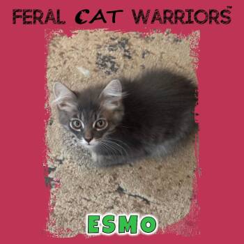 Esmo -  Domestic Medium Hair Cat for Adoption in Squamish, British Columbia - Esmo | PetCurious