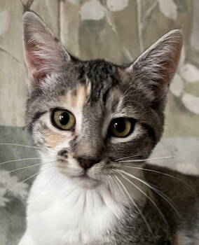 Rescue Domestic Short Hair Cats for Adoption in Antioch, California - Bernadette | PetCurious