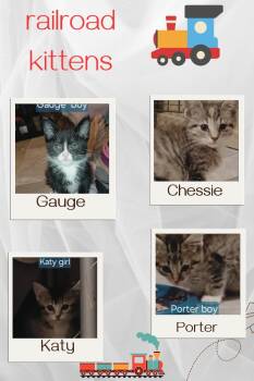 Rescue Domestic Short Hair Cats for Adoption in Olney, Illinois - Gauge | PetCurious