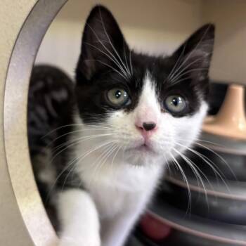 Jenny -  Domestic Short Hair Cat for Adoption in Westhampton, New York - Jenny | PetCurious
