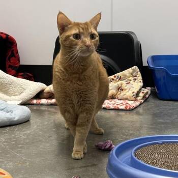 Domestic Short Hair Cats Available for Adoption in Silverdale, Washington - Sea - Bonded W/ Butterbaby | PetCurious