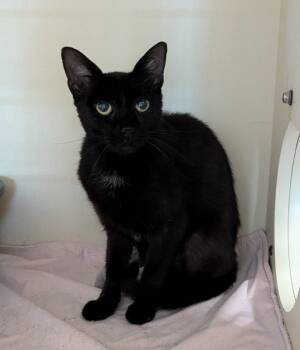 Serena -  Domestic Short Hair Cat for Adoption in Ocala, Florida - Serena | PetCurious