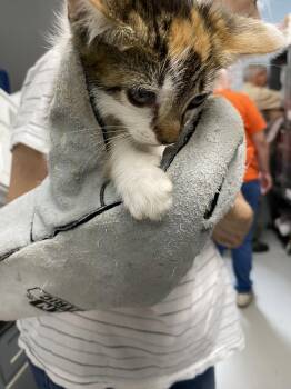 Apollo - At shelter -  Domestic Short Hair Cat for Adoption in Rustburg, Virginia - Apollo - At Shelter | PetCurious