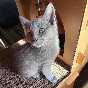 Kinger -  Domestic Short Hair Cat for Adoption in Springfield, Ohio - Kinger | PetCurious