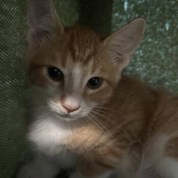 Tomac -  Domestic Short Hair Cat for Adoption in Bedford, New Hampshire - Tomac | PetCurious