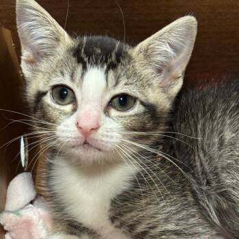 Maria -  Domestic Short Hair Cat for Adoption in Tampa, Florida - Maria | PetCurious