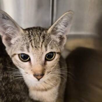 Pecan -  Domestic Short Hair Cat for Adoption in Bentonville, Arkansas - Pecan | PetCurious
