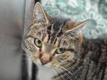 Domestic Short Hair Cats Available for Adoption - Willow | PetCurious