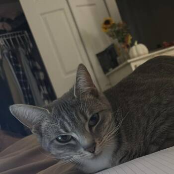 Domestic Short Hair Cats Available for Adoption in Roanoke, Virginia - Vaida | PetCurious