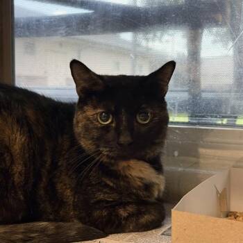 GYPSY -  Domestic Short Hair Cat for Adoption in San Antonio, Texas - GYPSY | PetCurious