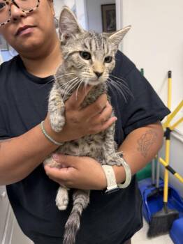 Annie -  Domestic Short Hair Cat for Adoption in Ontario, California - Annie | PetCurious