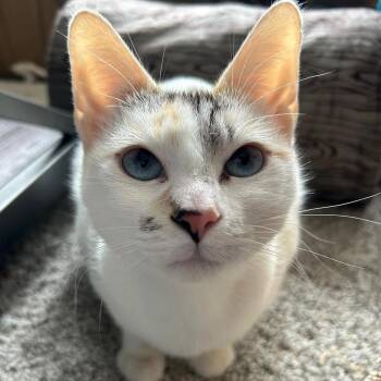 Domestic Short Hair and Siamese Cats Available for Adoption in Minneapolis, Minnesota - Lucy | PetCurious