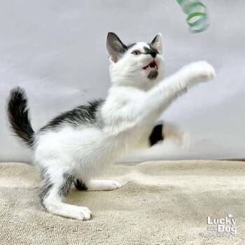 Domestic Short Hair Cats Available for Adoption in Washington, District Of Columbia - Otto | PetCurious