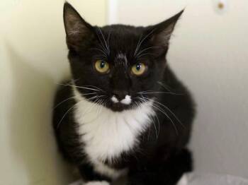 Jango -  Tuxedo and Domestic Short Hair Cat for Adoption in Republic, Washington - Jango | PetCurious