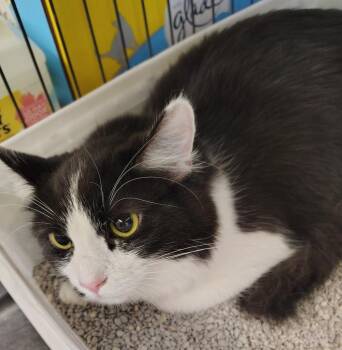 Domestic Short Hair Cats Available for Adoption in Saint Clairsville, Ohio - Mars | PetCurious