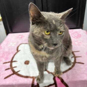 Zillow -  Domestic Short Hair Cat for Adoption in Granville, Ohio - Zillow | PetCurious