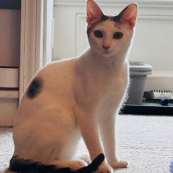 Gromit -  Domestic Short Hair Cat for Adoption in La Grange, Kentucky - Gromit | PetCurious