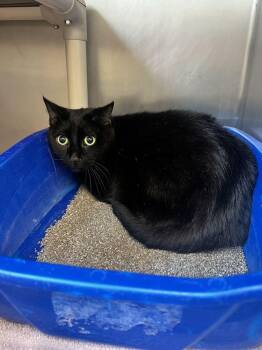 Junimo -  Domestic Short Hair Cat for Adoption in Bowling Green, Ohio - Junimo | PetCurious