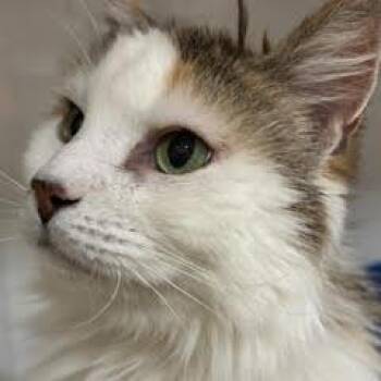 Rescue Calico Cats for Adoption in Green Valley, Arizona - Hazel--Adoptable With Bonded Companion, Alice & Comes With Vet C | PetCurious