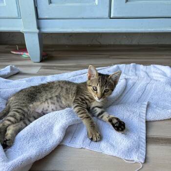 Clementine -  Domestic Short Hair Cat for Adoption in Sunrise, Florida - Clementine | PetCurious