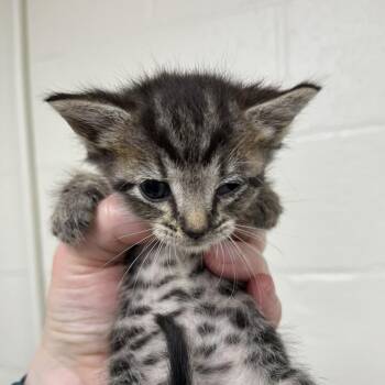 Bryn -  Domestic Short Hair Cat for Adoption in Harrisonburg, Virginia - Bryn | PetCurious