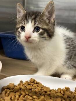 Vice -  Tabby Cat for Adoption in Cobourg, Ontario - Vice | PetCurious