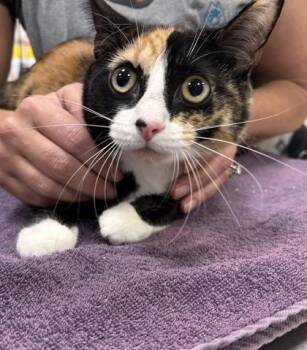 Tina (at Smitten Kitten) -  Domestic Short Hair Cat for Adoption in Fishers, Indiana - Tina (at Smitten Kitten) | PetCurious