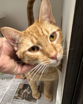 Rescue Domestic Short Hair Cats for Adoption in West Chester, Pennsylvania - L. L. Mew J Fka Cat 5 | PetCurious