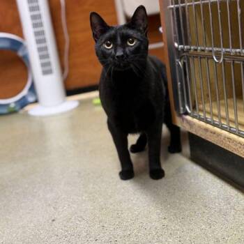 Domestic Short Hair Cats Available for Adoption in Seven Valleys, Pennsylvania - Dawson | PetCurious