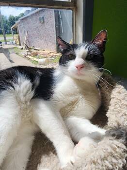 Freddy -  Domestic Short Hair Cat for Adoption in Evansville, Indiana - Freddy | PetCurious