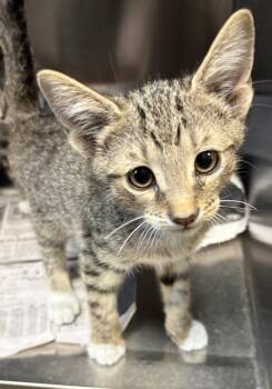 If 15 -  Domestic Short Hair Cat for Adoption in Lawrenceville, Georgia - If 15 | PetCurious