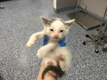 Domestic Short Hair Cats Available for Adoption in Thousand Palms, California - A1910979 | PetCurious