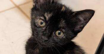 Prairie Dawn -  Domestic Short Hair Cat for Adoption in Lake Wylie, South Carolina - Prairie Dawn | PetCurious