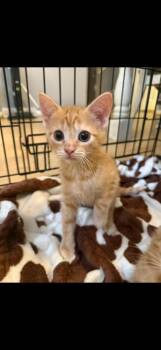 Persimmon -  Domestic Short Hair Cat for Adoption in Salisbury, North Carolina - Persimmon | PetCurious