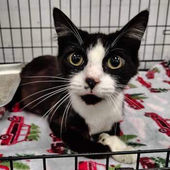 Morticia -  Domestic Short Hair Cat for Adoption in Coos Bay, Oregon - Morticia | PetCurious