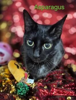 Asparagus -  Domestic Short Hair Cat Available for Adoption in Conway, South Carolina - Asparagus | PetCurious