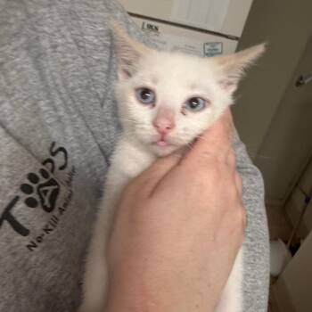 Domestic Short Hair Cats Available for Adoption in Pekin, Illinois - Marcel The Shell | PetCurious