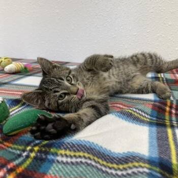 Domestic Short Hair Cats Available for Adoption in Red Wing, Minnesota - Corky | PetCurious