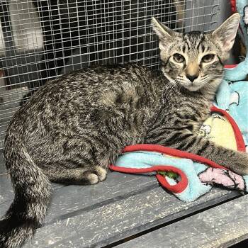 Rescue Domestic Short Hair Cats for Adoption in Nokesville, Virginia - Gandalf | PetCurious