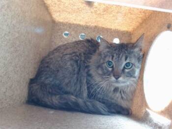 Domestic Medium Hair Cats Available for Adoption in Albuquerque, New Mexico - CHEDDER | PetCurious